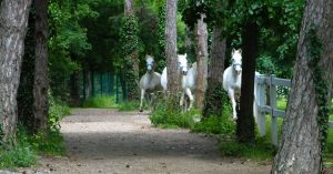 Lipica Horse Farm - Slovenia