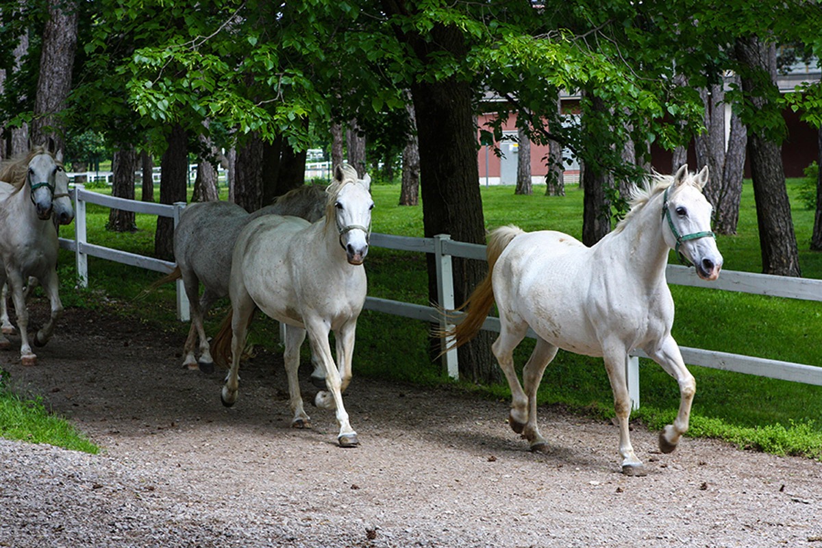 Lipica Horse Farm - Slovenia