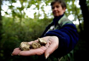 truffle in hand