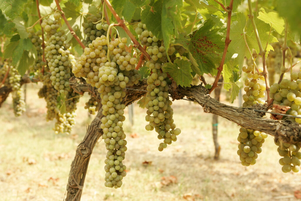The best wine in Croatia - the ultimate guide (Croatian grapes growing in a vineyard)