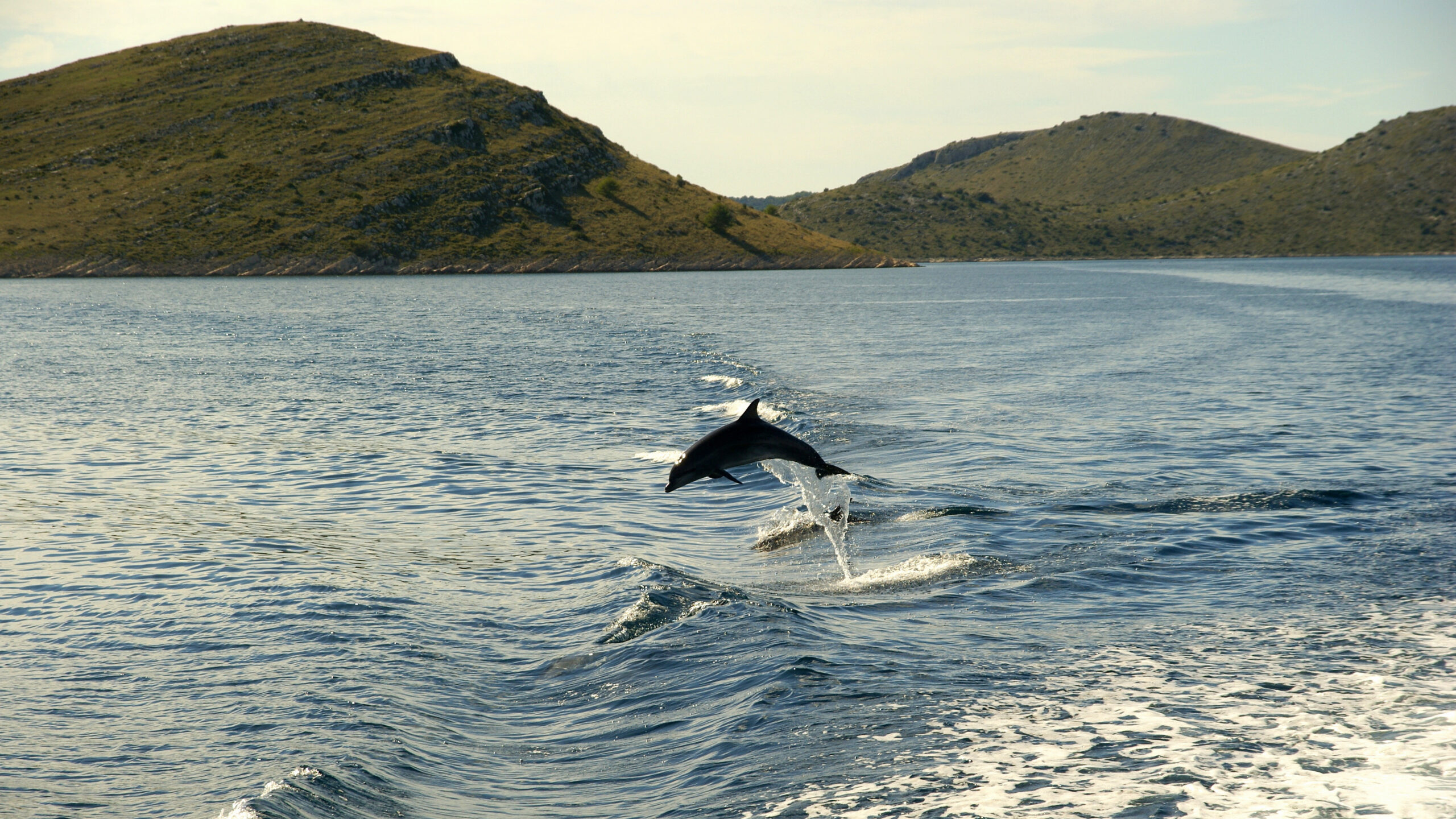 wildlife in Croatia - dolphins swimming in the ocean