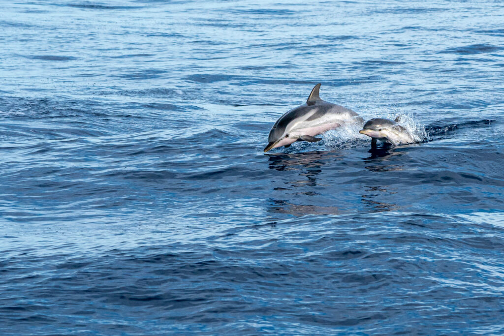 wildlife in Croatia - dolphins