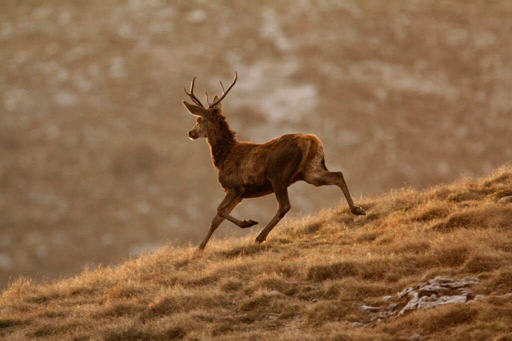 wildlife in Croatia - red deer 