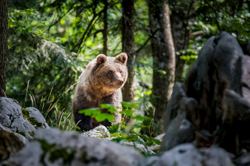 wildlife in Croatia - brown bear