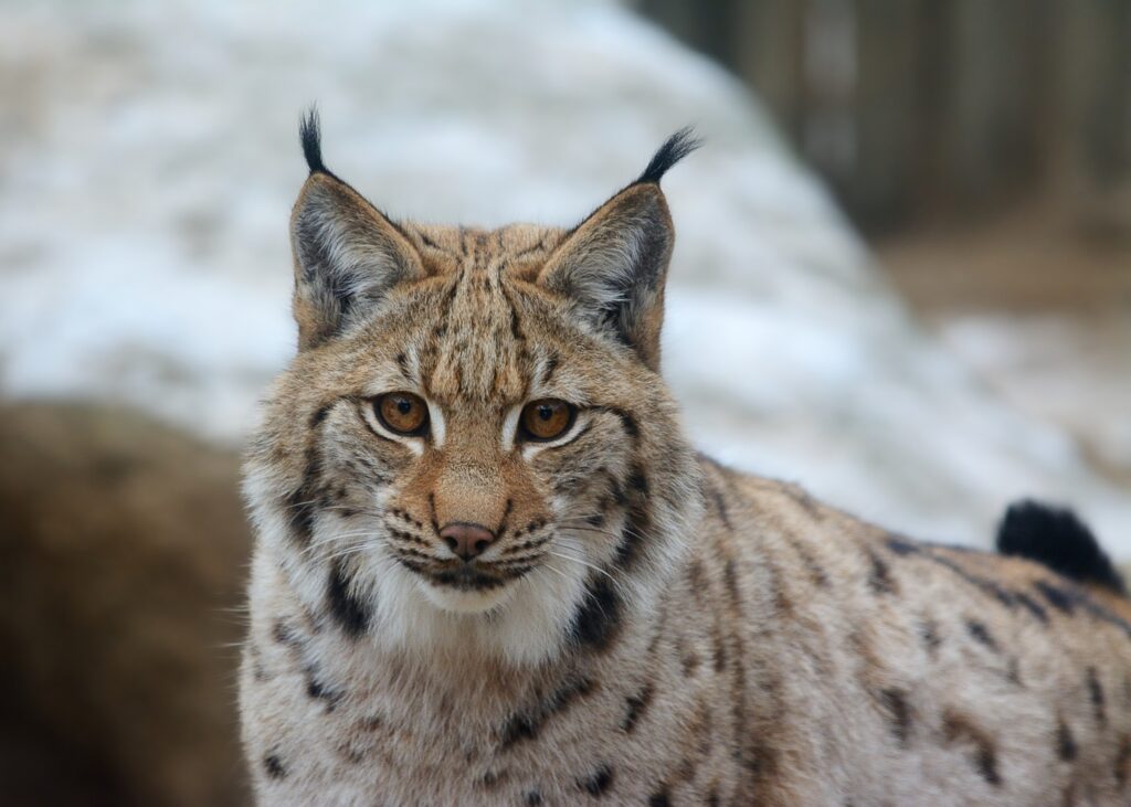 wildlife in Croatia - Eurasian Lynx 
