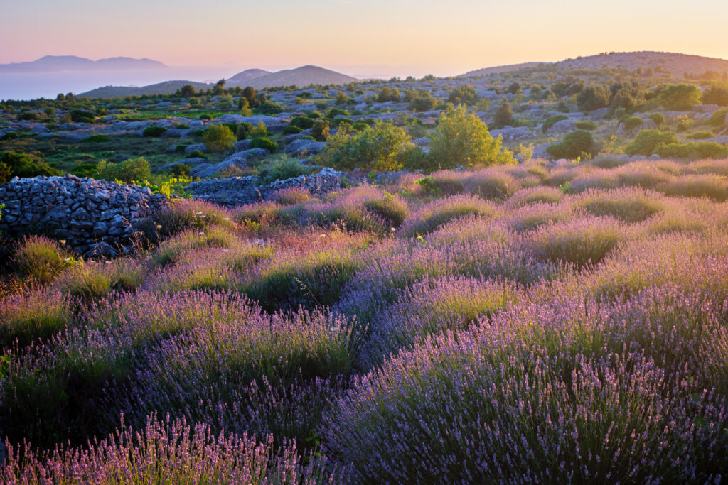 spring croatia - the lavender fields of Havr