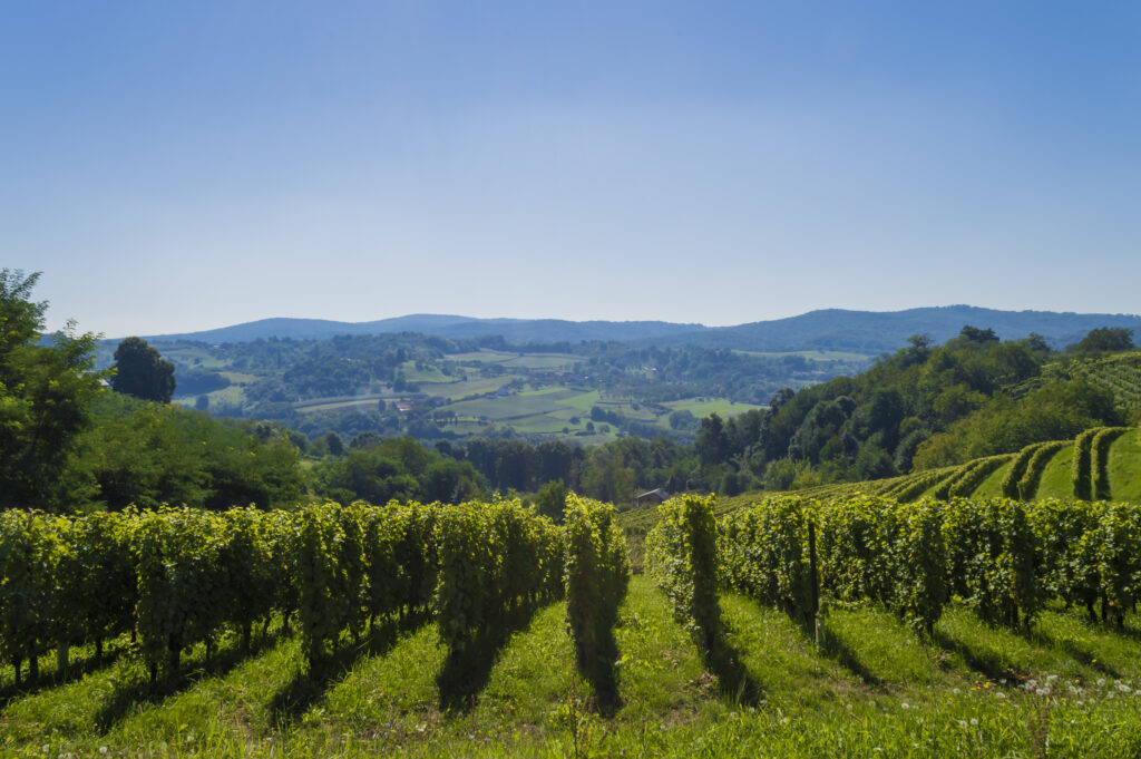 Slavonia and Danube - wine regions of Croatia