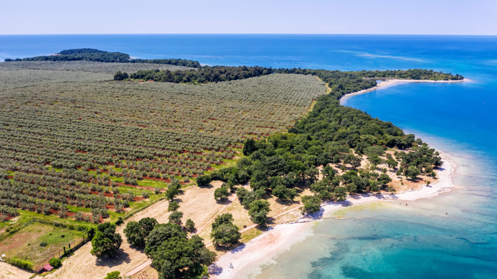 Olive groves of Istria on a luxury Croatia itinerary 