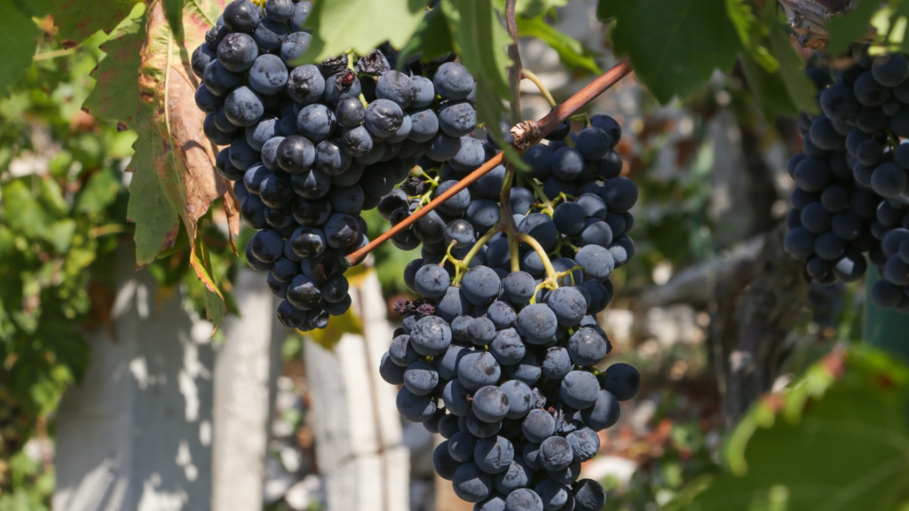 Red grapes on a wine that create Dalmatia wine