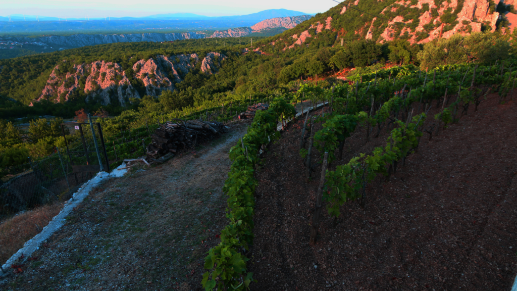 Vineyards in Dalmatia in the evening light 