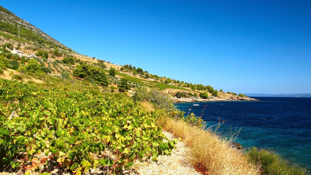 Coastal vineyards in Dalmatia wine region