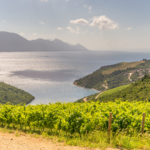 Rolling hills with vineyards and the Adriatic Sea in the background in Dalmatia wine region