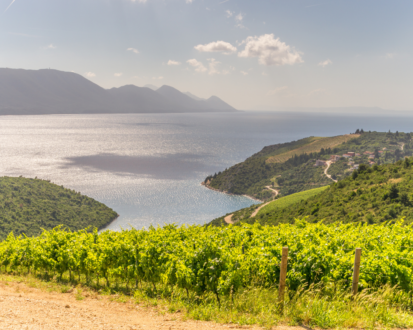 Rolling hills with vineyards and the Adriatic Sea in the background in Dalmatia wine region