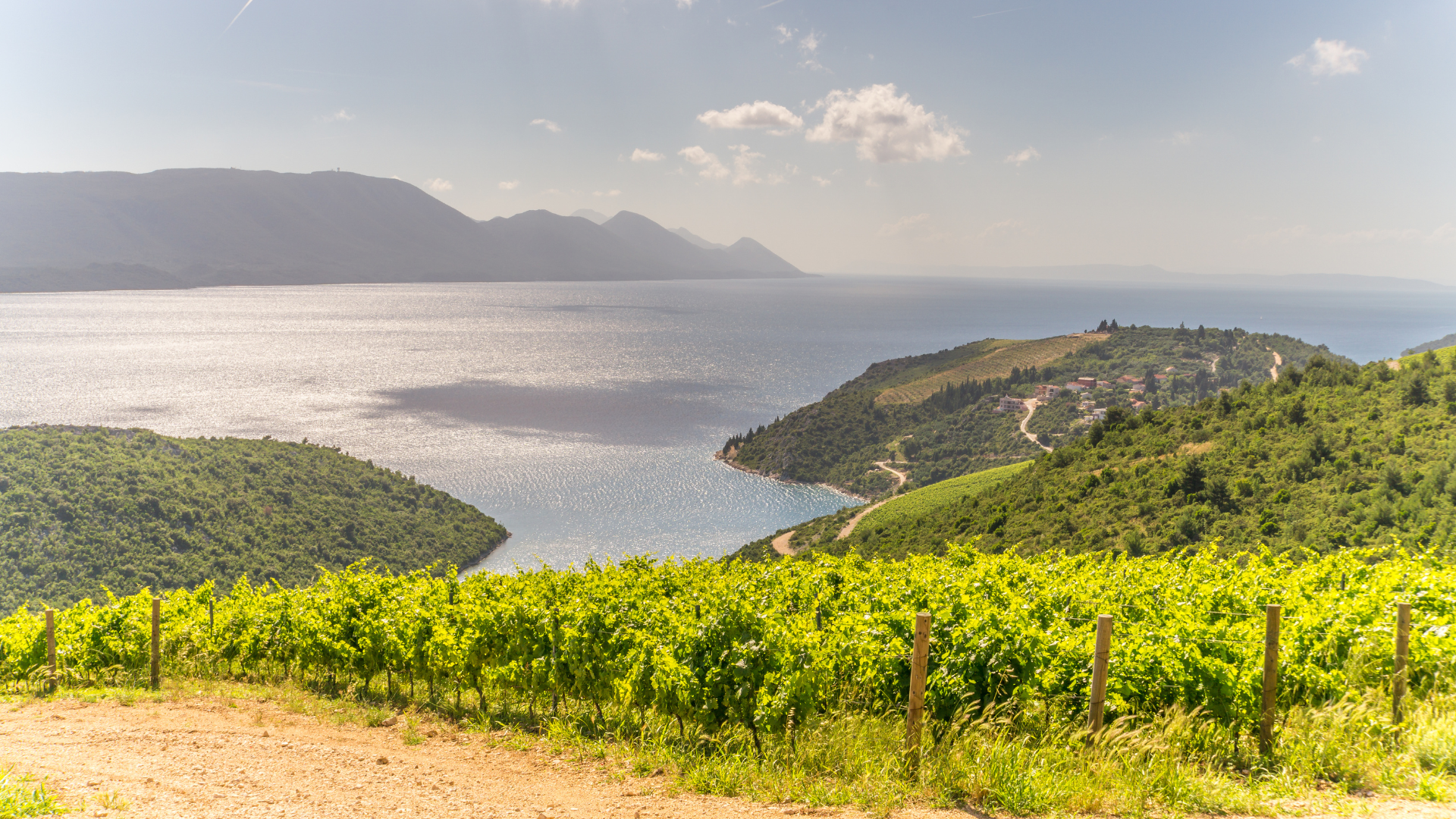 Rolling hills with vineyards and the Adriatic Sea in the background in Dalmatia wine region