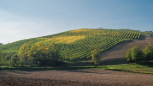 Rolling vineyards seen on an Italian vacation