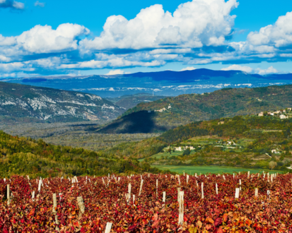 Fall scenery with red leaves on vines and rolling hills in Istria's wine region