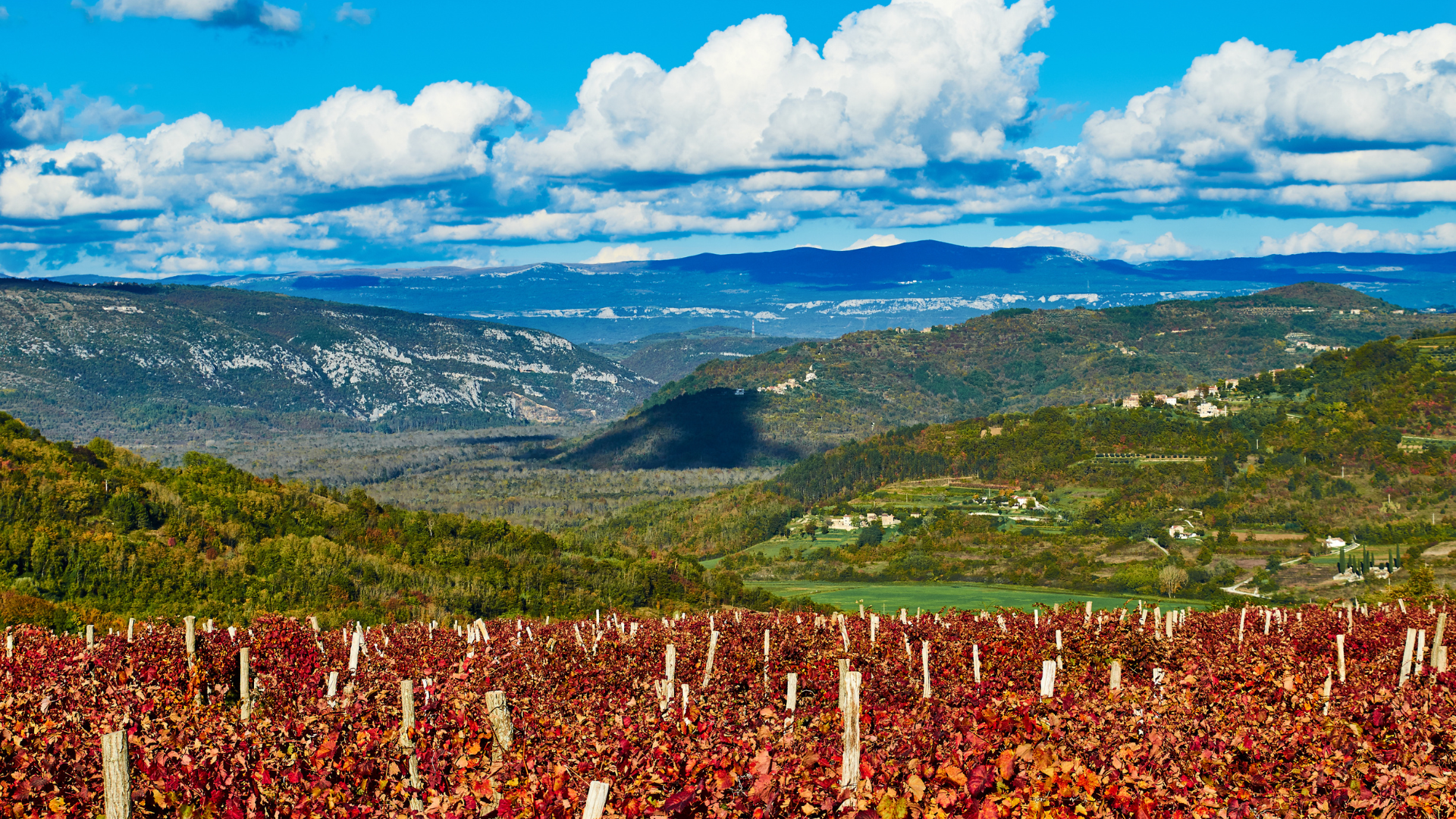 Fall scenery with red leaves on vines and rolling hills in Istria's wine region