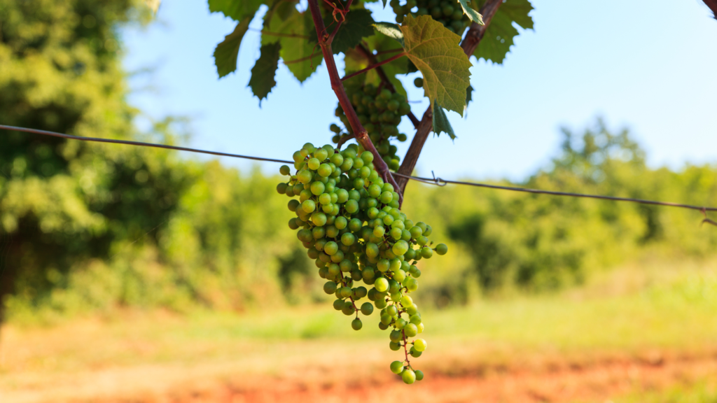 Grapes that make Malvasia Istriana, the best Istrian wine, hanging off a vine