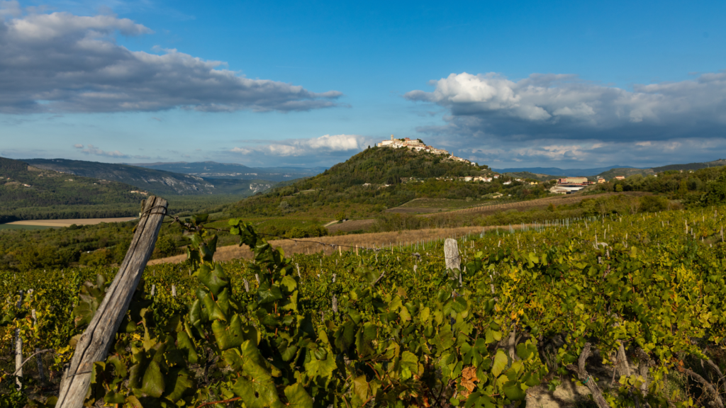 Vineyards in Istria with a traditional hilltop town in the background