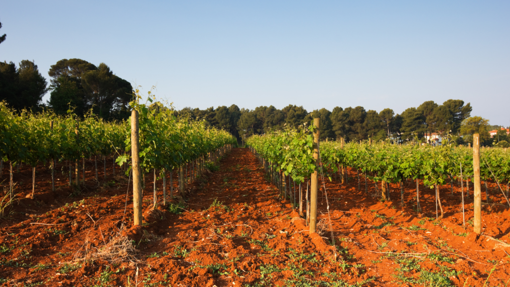 Vineyards in Istria