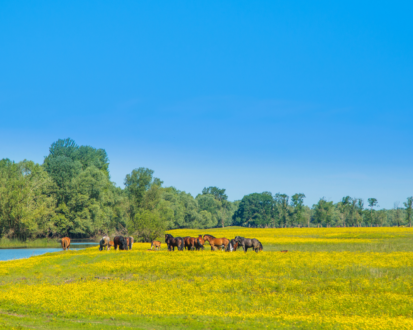 Horses in a field in Lonjsko Polje Nature Park in Central Croatia