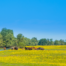 Horses in a field in Lonjsko Polje Nature Park in Central Croatia