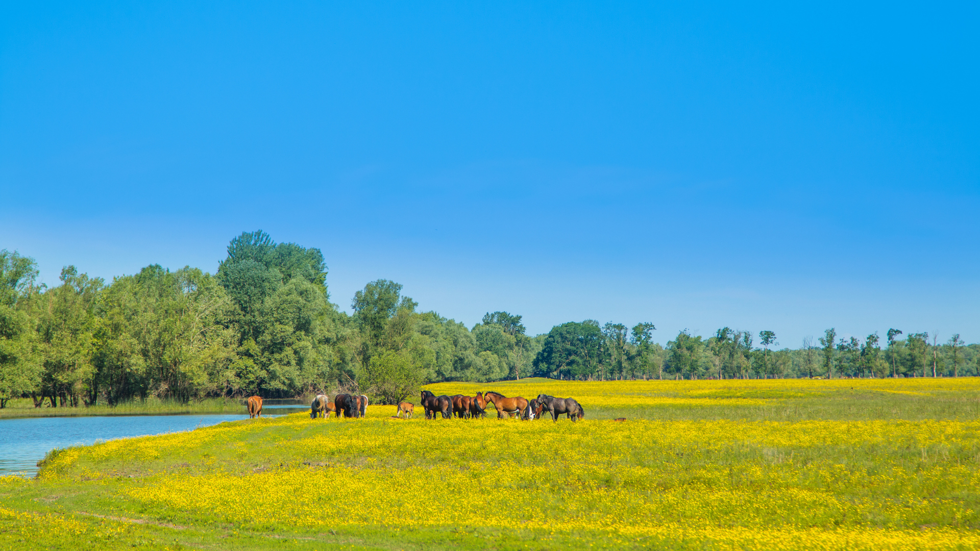 Horses in a field in Lonjsko Polje Nature Park in Central Croatia