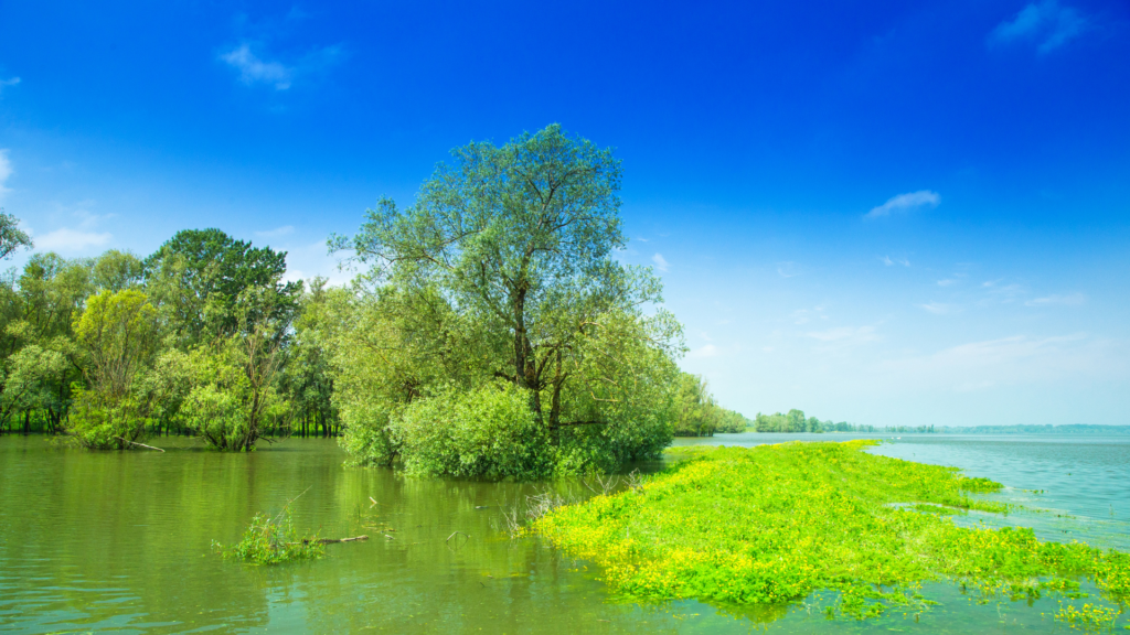 Wetlands and trees in Lonjsko Polje Nature Park in Central Croatia